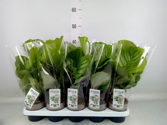 <h4>Calathea orbifolia</h4>