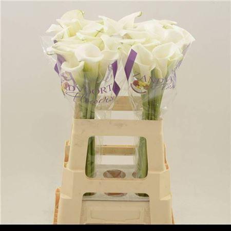 <h4>Zant White Art</h4>