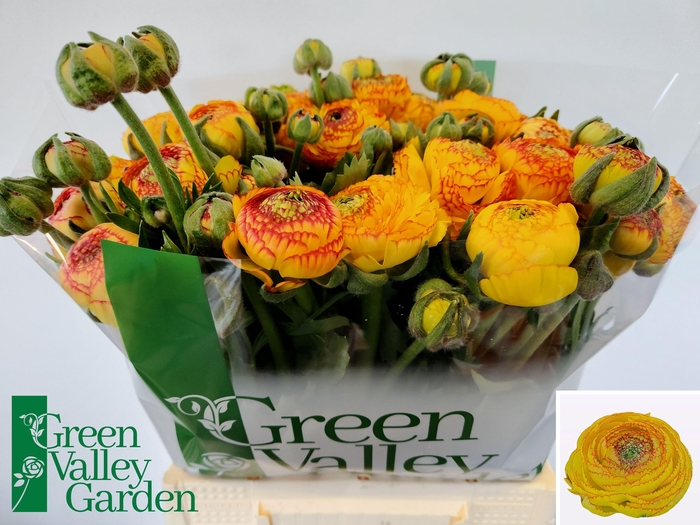 <h4>RAN AAZUR ORANGE STR</h4>