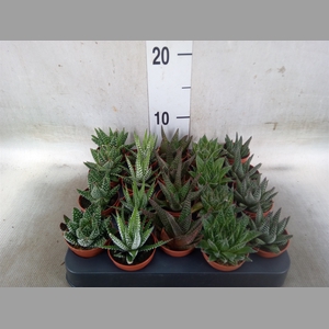 Haworthia   ...mix