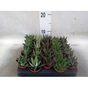 Haworthia   ...mix