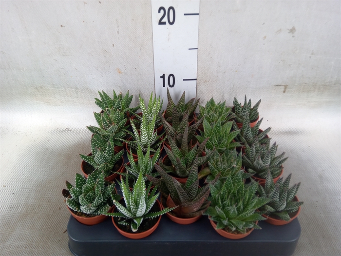 <h4>Haworthia   ...mix</h4>