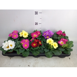 Primula ac.   ...mix