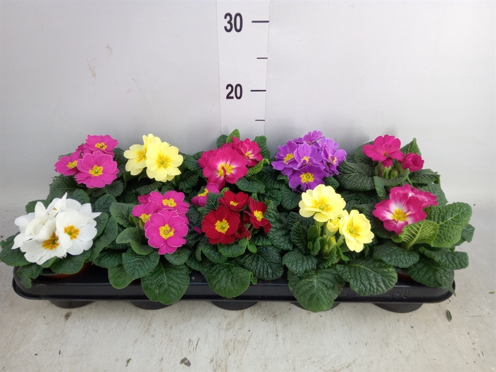 <h4>Primula ac.   ...mix</h4>