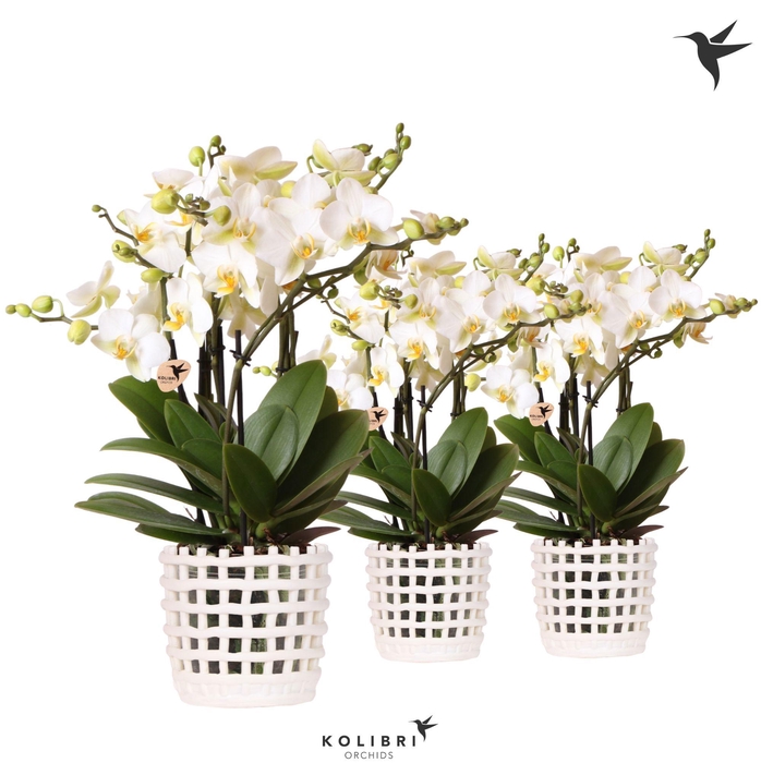 <h4>Kolibri Orchids Phalaenopsis Blossom Lausanne 6 spike in Mesh pot white</h4>