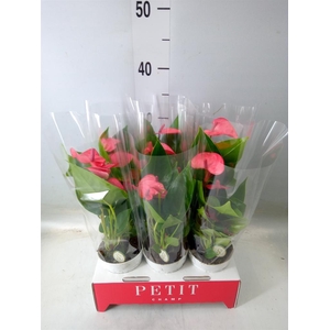 Anthurium andr. 'Pink Champion'