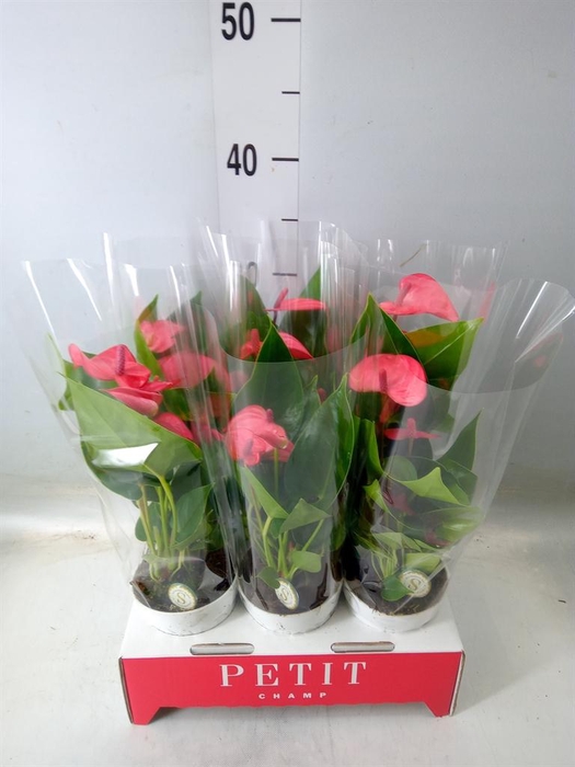 <h4>Anthurium andr. 'Pink Champion'</h4>