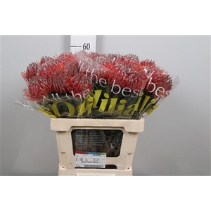 Leuco Scarlet Ribbon