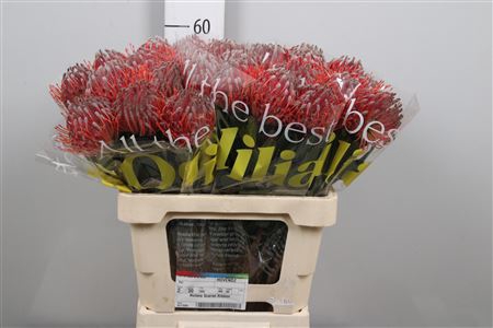 <h4>Leuco Scarlet Ribbon</h4>