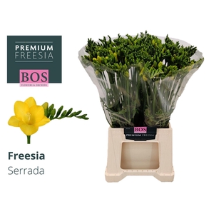 Freesia enk Serrada