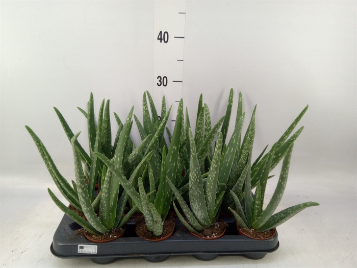 <h4>Aloe vera</h4>