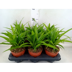 Chlorophytum com. 'Lemon'