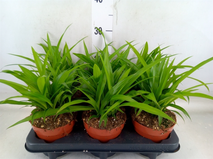 <h4>Chlorophytum com. 'Lemon'</h4>