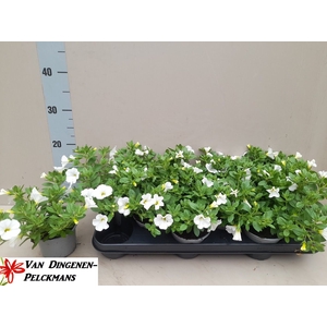 CALIB MINIF WHITE