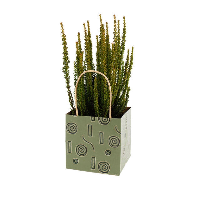 <h4>Bag Mosa cardboard 13x13xH13cm green</h4>