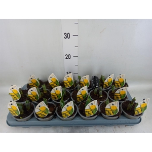 Tulipa DU 'Yellow Baby'