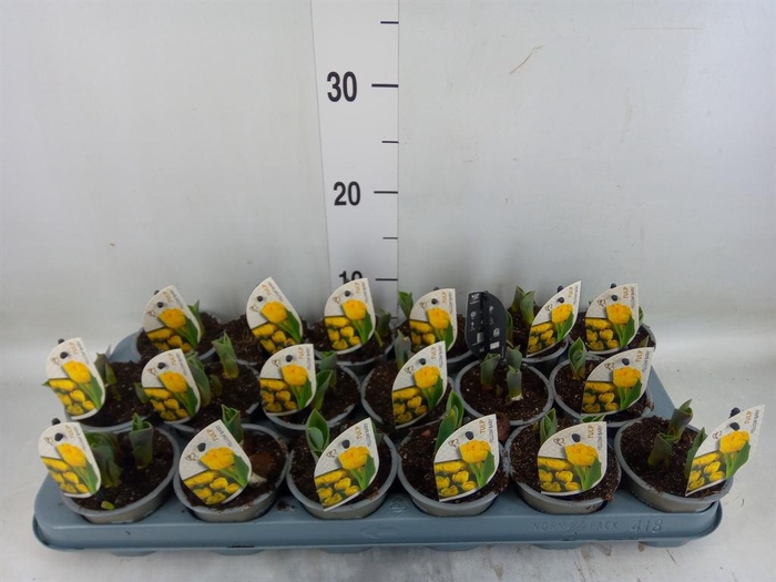 <h4>Tulipa DU 'Yellow Baby'</h4>