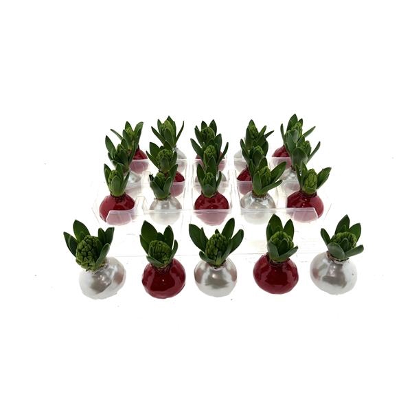 <h4>Wax Hyacint Herfstkleuren 'Red-Pearl Mix'</h4>