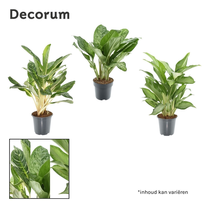 <h4>Aglaonema gemengd (Decorum)</h4>