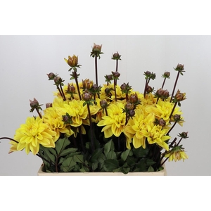 Dahlia Glossy Bravia