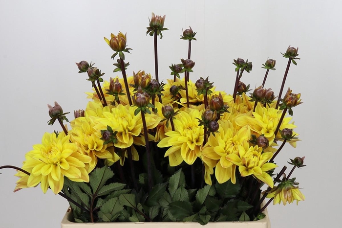 Dahlia Glossy Bravia