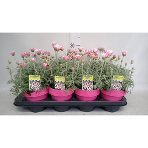 Rhodanthemum hosm. 'African Rose'