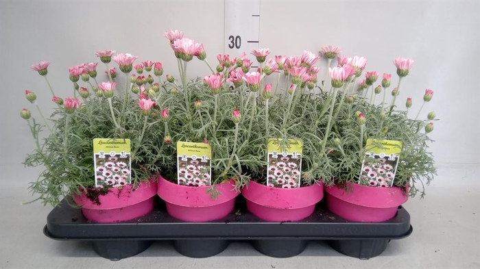 <h4>Rhodanthemum hosm. 'African Rose'</h4>