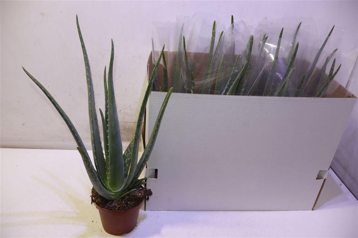 <h4>Aloe Vera</h4>