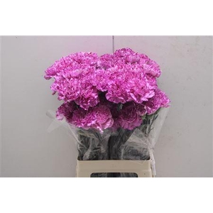 Di St Blue Copernico