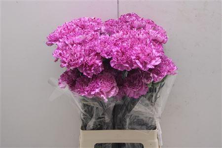 <h4>Di St Blue Copernico</h4>