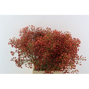 Rosa (rozebottel)