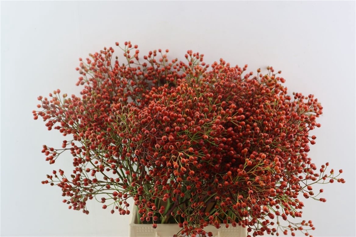 <h4>Rosa (rozebottel)</h4>