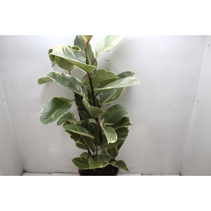 FICUS ELASTICA TINEKE P24