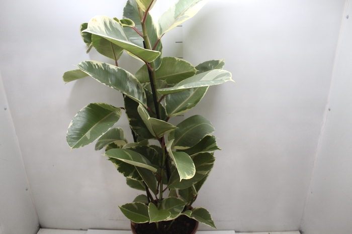 <h4>FICUS ELASTICA TINEKE P24</h4>