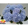 Hydrangea verena blue
