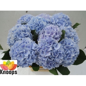 Hydrangea verena blue