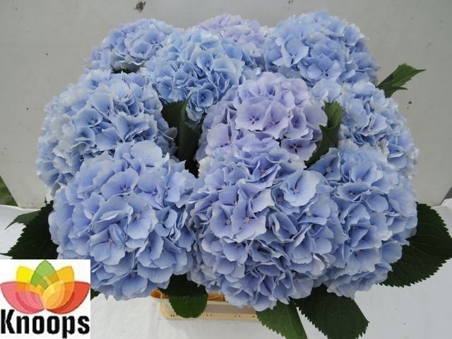 <h4>Hydrangea verena blue</h4>
