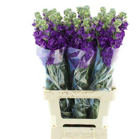 Matth Iron Purple Extra