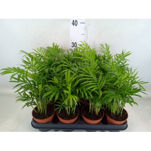 Chamaedorea elegans
