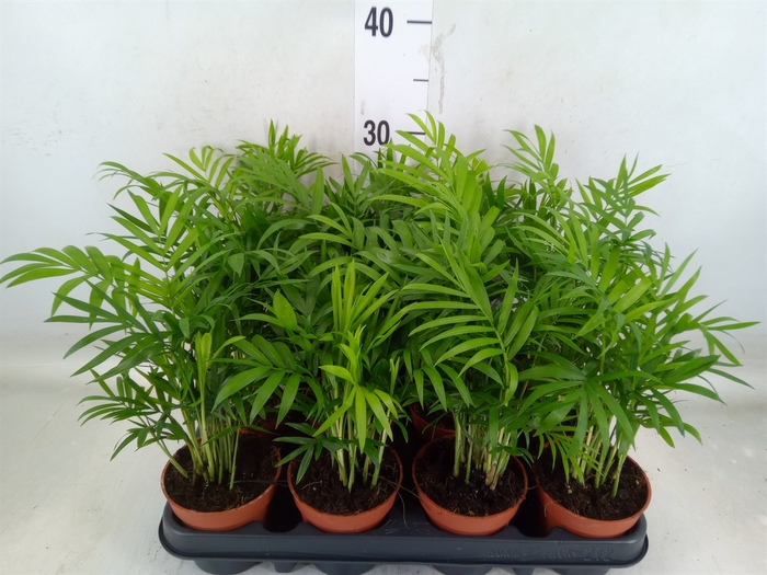 <h4>Chamaedorea elegans</h4>