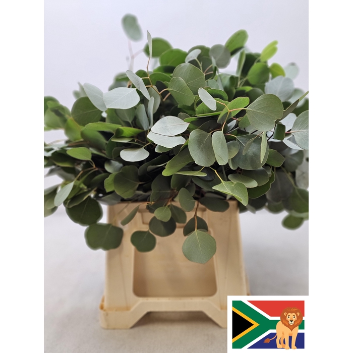 <h4>EUC POPULUS BLAD PB -ZA-SUPER</h4>