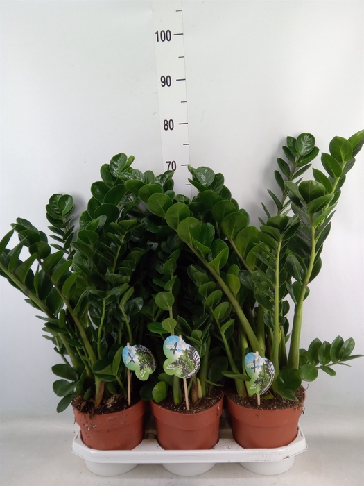 <h4>Zamioculcas zamiifolia 'Midori'</h4>