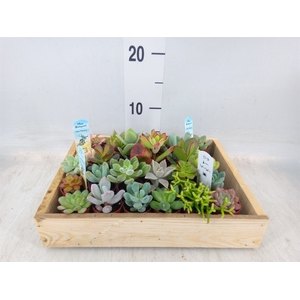 Succulents   ...