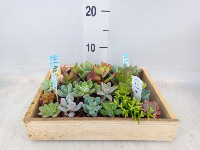 <h4>Succulents   ...</h4>