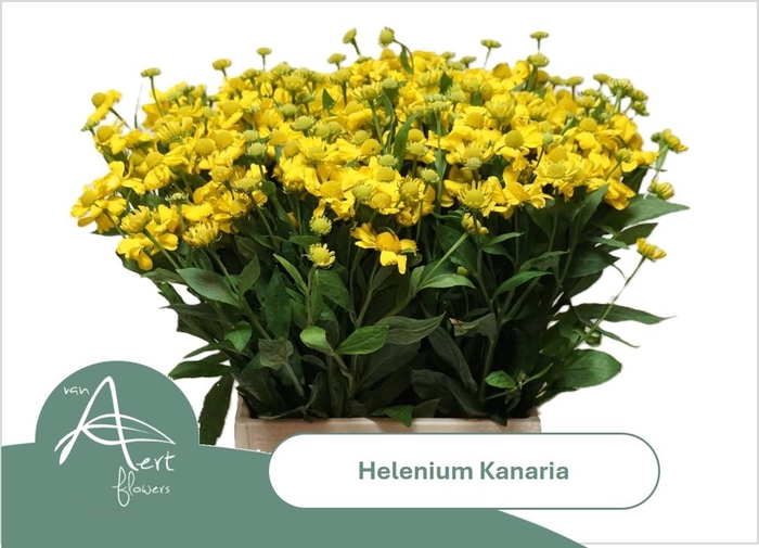 <h4>HELEN KANARIA</h4>