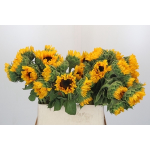 Helianthus Orange Fire
