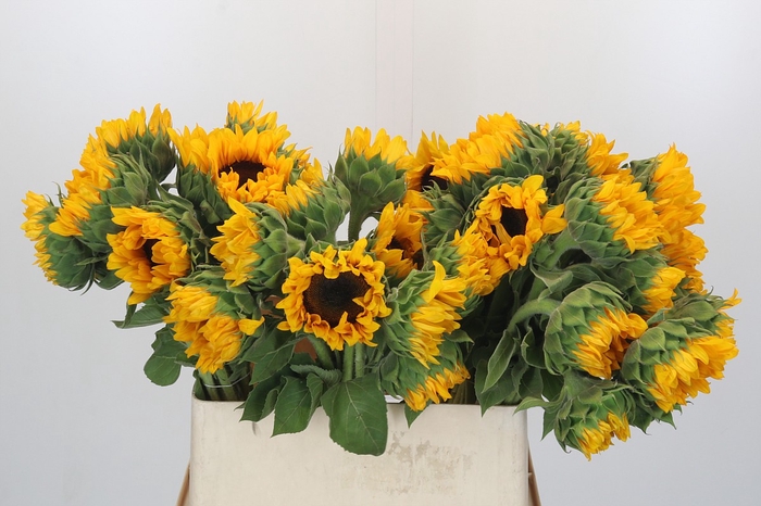 <h4>Helianthus Orange Fire</h4>