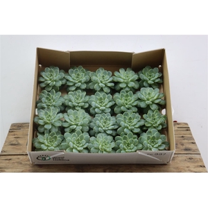 Echeveria Albicans Klein X20