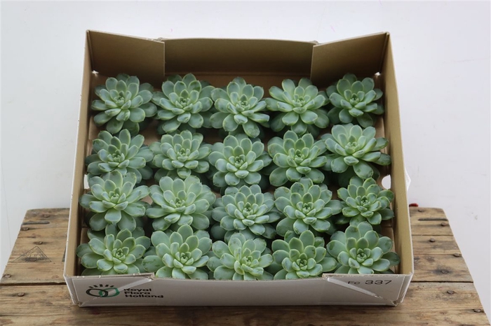 <h4>Echeveria Albicans Klein X20</h4>