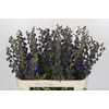 Aconitum Napellus